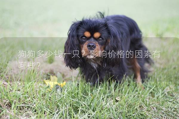 狗狗多少錢一只？影響價格的因素有哪些？