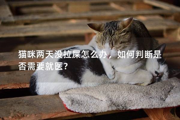 貓咪兩天沒拉屎怎么辦，如何判斷是否需要就醫？