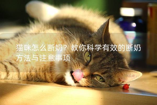 貓咪怎么斷奶？教你科學有效的斷奶方法與注意事項