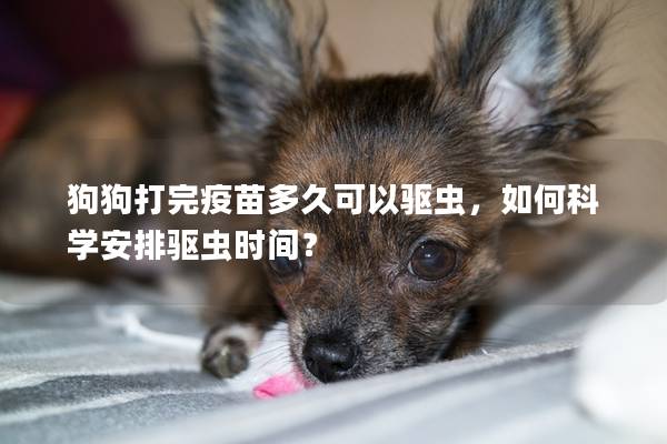 狗狗打完疫苗多久可以驅蟲，如何科學安排驅蟲時間？
