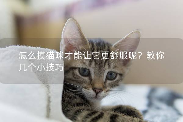 怎么摸貓咪才能讓它更舒服呢？教你幾個小技巧