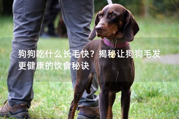 狗狗吃什么長毛快？揭秘讓狗狗毛發更健康的飲食秘訣