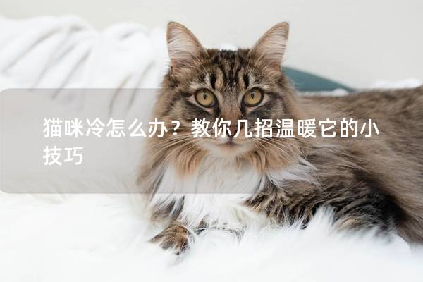 貓咪冷怎么辦？教你幾招溫暖它的小技巧