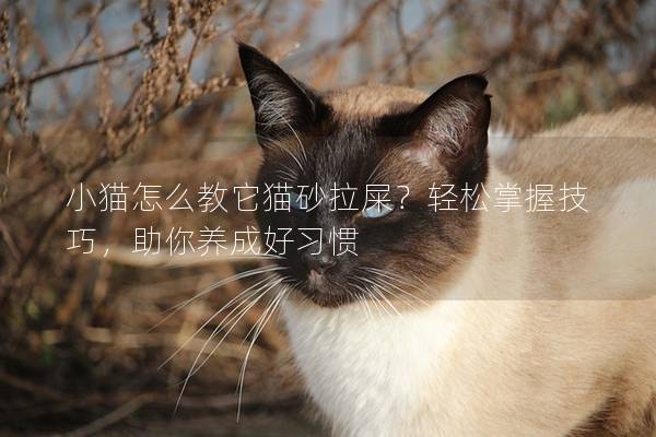 小貓怎么教它貓砂拉屎？輕松掌握技巧，助你養成好習慣