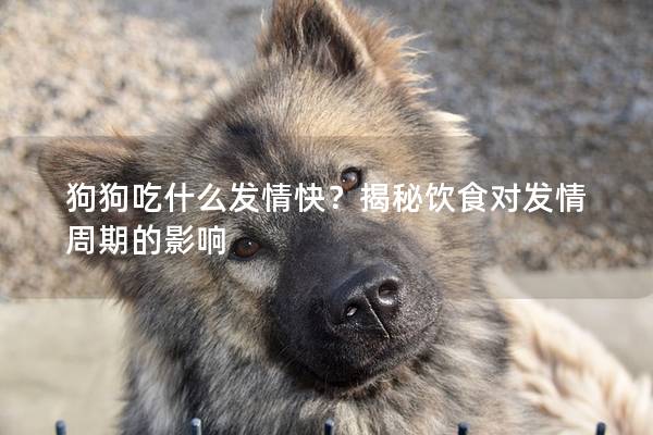 狗狗吃什么發(fā)情快？揭秘飲食對(duì)發(fā)情周期的影響