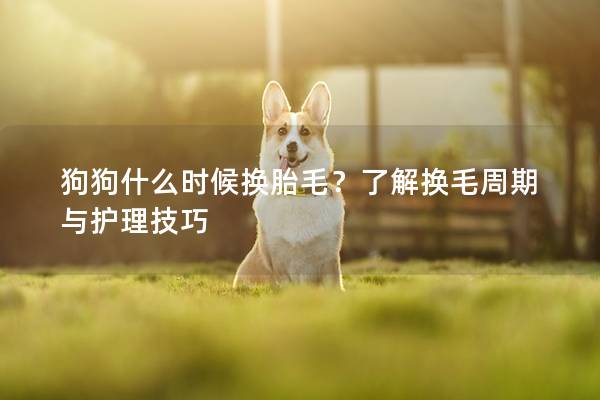 狗狗什么時候換胎毛？了解換毛周期與護理技巧