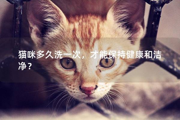 貓咪多久洗一次，才能保持健康和潔凈？