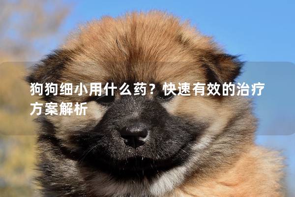 狗狗細(xì)小用什么藥？快速有效的治療方案解析