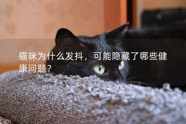 貓咪為什么發(fā)抖，可能隱藏了哪些健康問題？