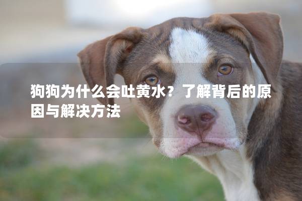 狗狗為什么會(huì)吐黃水？了解背后的原因與解決方法
