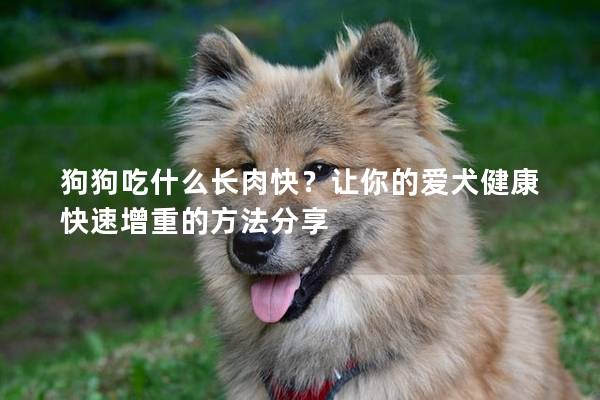 狗狗吃什么長肉快？讓你的愛犬健康快速增重的方法分享