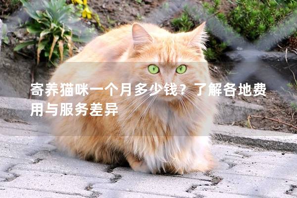 寄養貓咪一個月多少錢？了解各地費用與服務差異