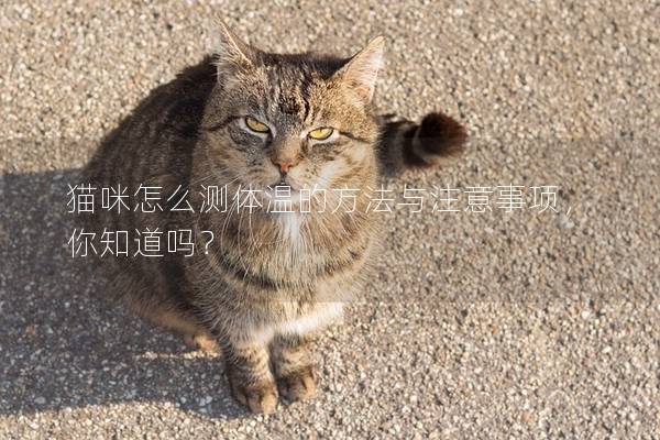 貓咪怎么測體溫的方法與注意事項，你知道嗎？