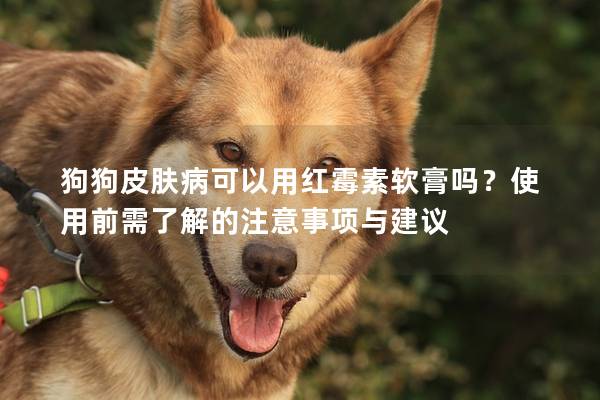 狗狗皮膚病可以用紅霉素軟膏嗎？使用前需了解的注意事項與建議