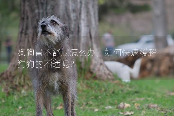 狗狗胃不舒服怎么辦，如何快速緩解狗狗的不適呢？