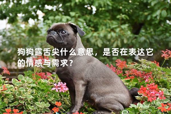 狗狗露舌尖什么意思，是否在表達它的情感與需求？