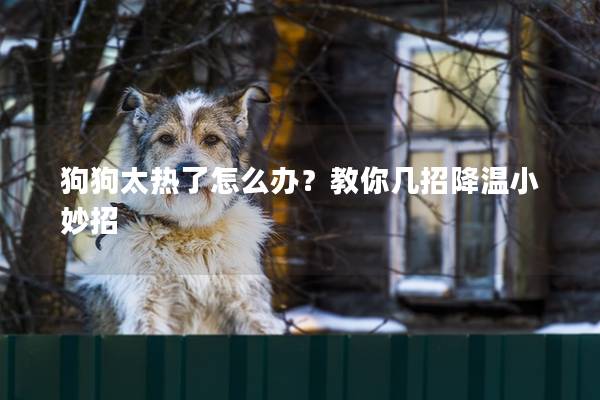 狗狗太熱了怎么辦？教你幾招降溫小妙招