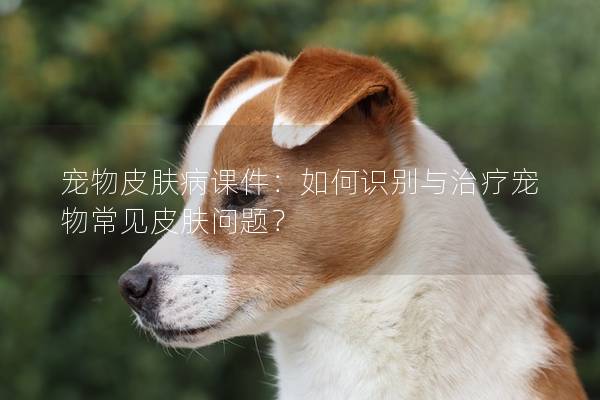 寵物皮膚病課件:如何識別與治療寵物常見皮膚問題? 寵物皮膚病課件:如何識別與治療寵物常見皮膚問題?