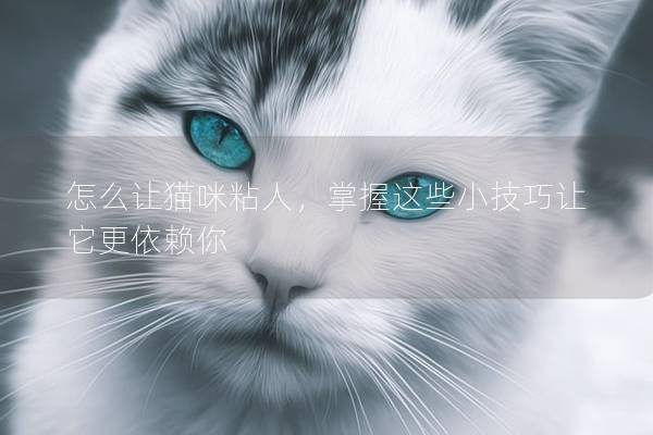 怎么讓貓咪粘人，掌握這些小技巧讓它更依賴你
