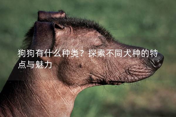 狗狗有什么種類？探索不同犬種的特點與魅力
