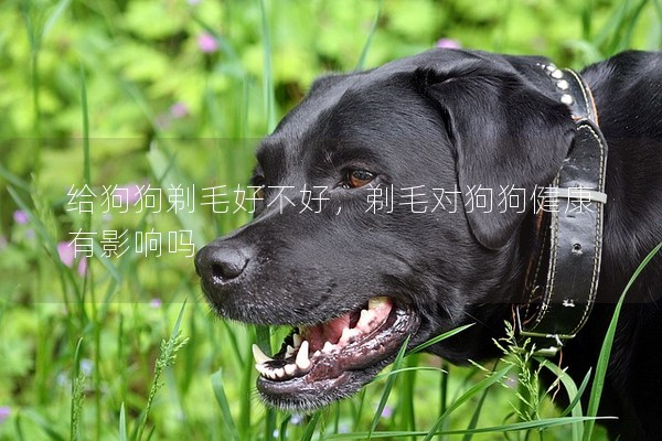 給狗狗剃毛好不好,剃毛對(duì)狗狗健康有影響嗎 給狗狗剃毛好不好,剃毛對(duì)狗狗健康有影響嗎