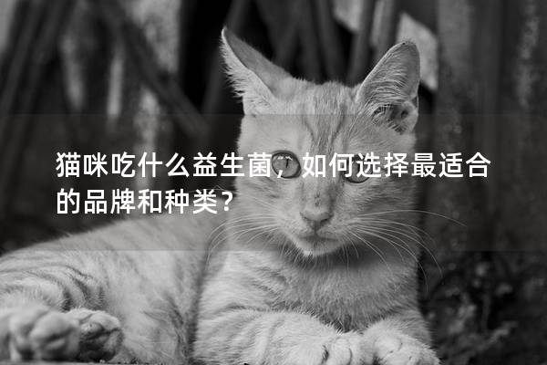 貓咪吃什么益生菌，如何選擇最適合的品牌和種類？