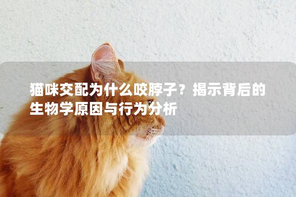 貓咪交配為什么咬脖子？揭示背后的生物學原因與行為分析