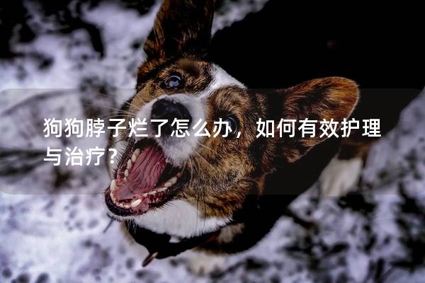 狗狗脖子爛了怎么辦，如何有效護理與治療？