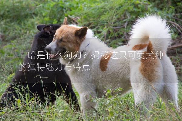 二哈是什么狗狗？揭秘這只可愛(ài)犬種的獨(dú)特魅力與特點(diǎn)