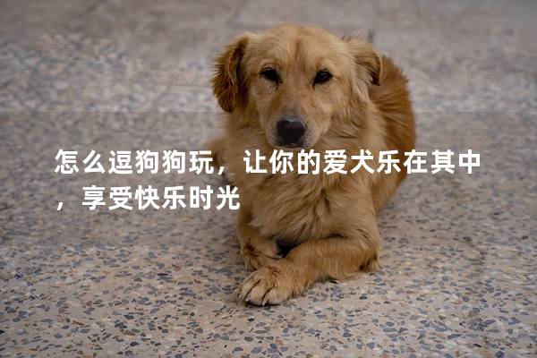 怎么逗狗狗玩，讓你的愛犬樂在其中，享受快樂時光