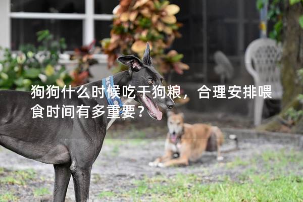 狗狗什么時(shí)候吃干狗糧，合理安排喂食時(shí)間有多重要？