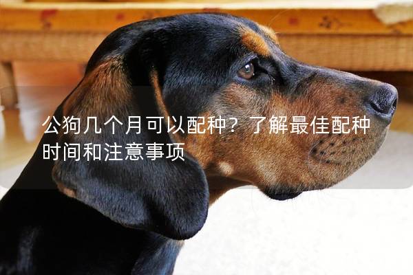 公狗幾個月可以配種？了解最佳配種時間和注意事項