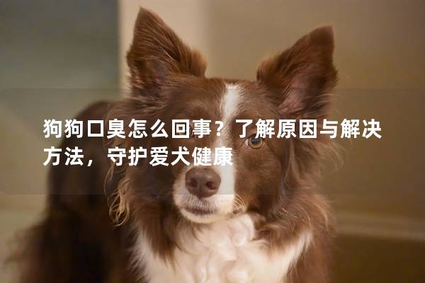 狗狗口臭怎么回事？了解原因與解決方法，守護愛犬健康