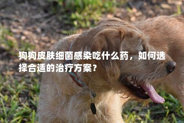 狗狗皮膚細菌感染吃什么藥，如何選擇合適的治療方案？