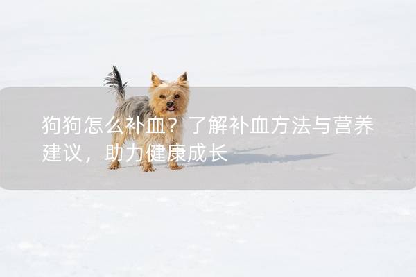 狗狗怎么補血？了解補血方法與營養建議，助力健康成長