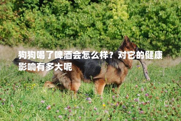 狗狗喝了啤酒會怎么樣？對它的健康影響有多大呢