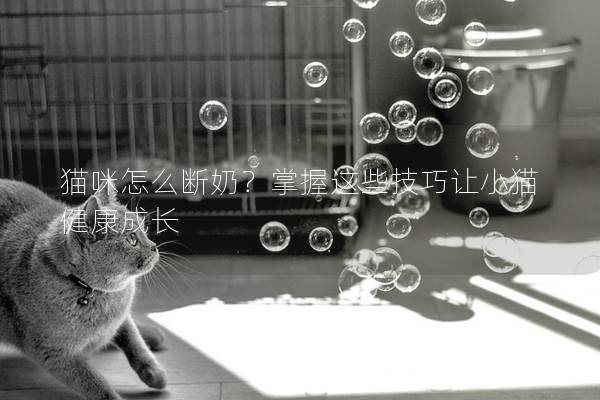 貓咪怎么斷奶？掌握這些技巧讓小貓健康成長(zhǎng)