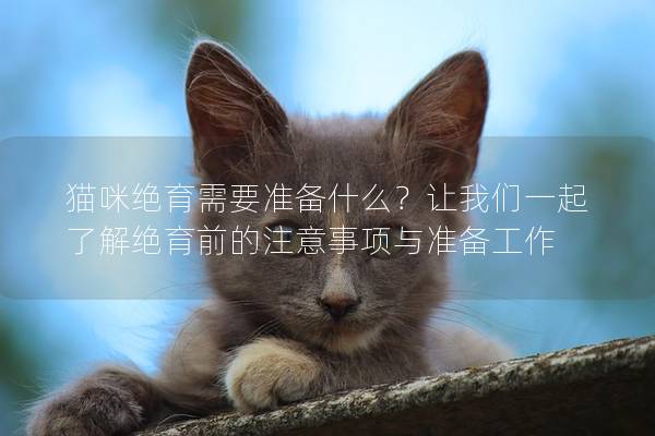 貓咪絕育需要準(zhǔn)備什么？讓我們一起了解絕育前的注意事項(xiàng)與準(zhǔn)備工作