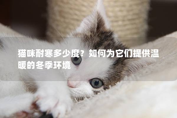貓咪耐寒多少度？如何為它們提供溫暖的冬季環境