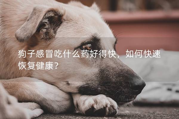 狗子感冒吃什么藥好得快,如何快速恢復健康? 狗子感冒吃什么藥好得快,如何快速恢復健康?