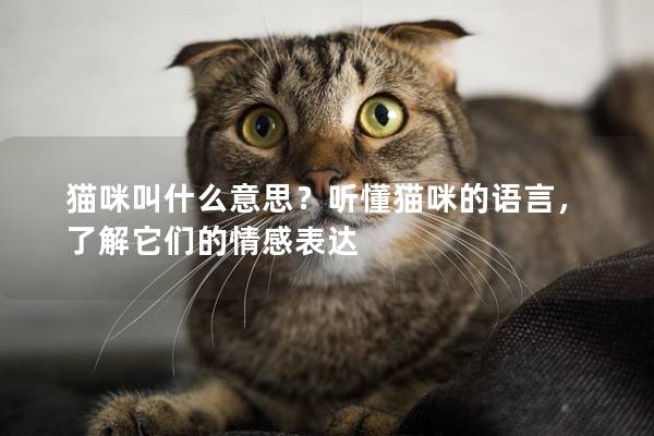貓咪叫什么意思？聽懂貓咪的語言，了解它們的情感表達
