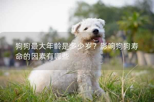 狗狗最大年齡是多少歲？影響狗狗壽命的因素有哪些