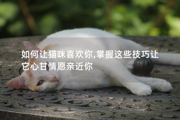 如何讓貓咪喜歡你,掌握這些技巧讓它心甘情愿親近你
