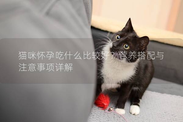 貓咪懷孕吃什么比較好？營(yíng)養(yǎng)搭配與注意事項(xiàng)詳解