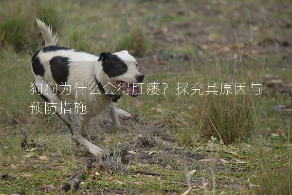 狗狗為什么會得肛瘺？探究其原因與預防措施