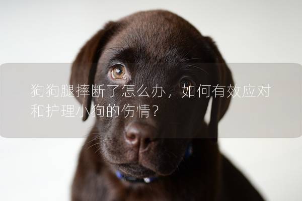 狗狗腿摔斷了怎么辦，如何有效應對和護理小狗的傷情？