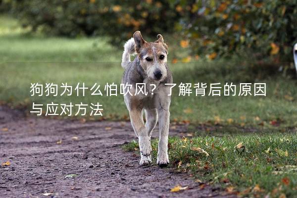狗狗為什么怕吹風？了解背后的原因與應對方法