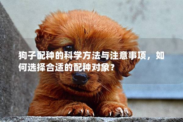 狗子配種的科學(xué)方法與注意事項，如何選擇合適的配種對象？