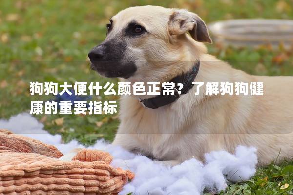 狗狗大便什么顏色正常？了解狗狗健康的重要指標