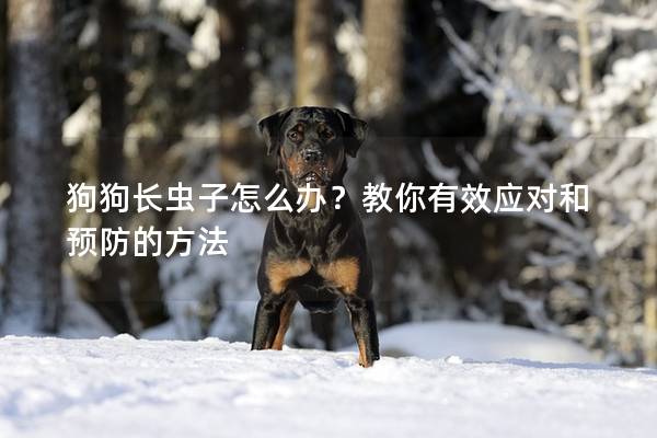 狗狗長蟲子怎么辦？教你有效應對和預防的方法